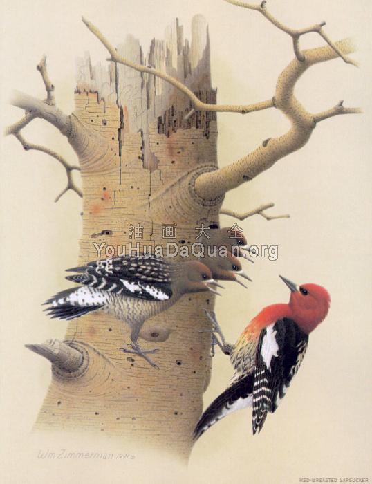 Red-breasted Sapsucker - 威廉·齐默曼